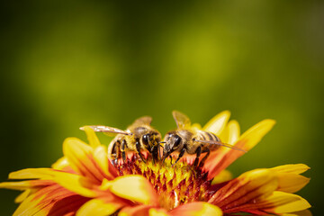 Bee on a orange flower collecting pollen and nectar for the hive