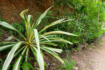 Tree endemic in Thailand