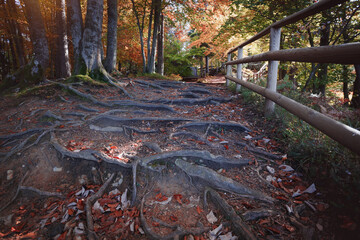 trail in the autumn forest