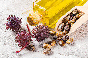 Castor oil, fruits and seeds - Ricinus communis