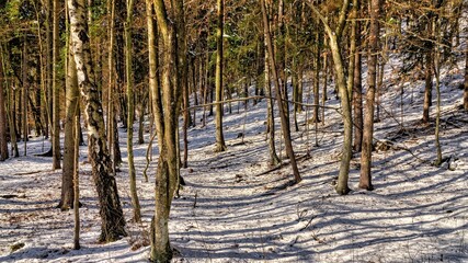 Obraz premium forest in winter