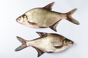 Freshwater silver bream fish.