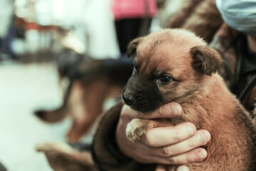 old hands of a working man are holding a little cute puppy