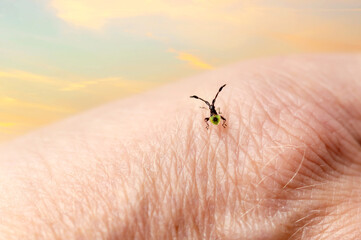 Coreus marginatus, Dock Leaf Bug or Brown Squash Bug on skin, hand. Species of true bug in the...