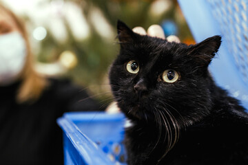 black old cat looks sadly at us, old cat in the animal shelter