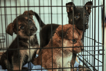 cute homeless puppies brought them in a cage for visitors to take home