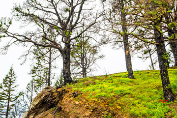 Obraz premium Burned forest in Caldera De Taburiente Nature Park, La Palma Island, Canary Islands, Spain