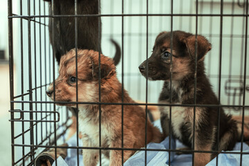 two young puppies in a cage, animal shelter