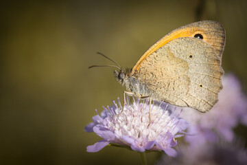 Fototapeta premium Butterfly on a flower - France