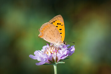 Fototapeta na wymiar Butterfly on a flower - France