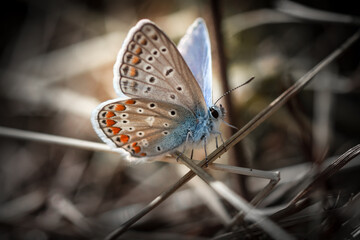 Butterfly on a stem - France