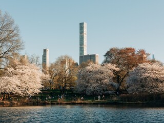 Cherry blossoms and The Lake, in Central Park, New York City