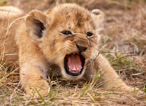 The Baby Lion Is A Cute Roar