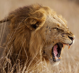 The terrifying roar of a lion