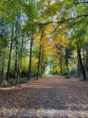 Naklejka premium autumn in the park