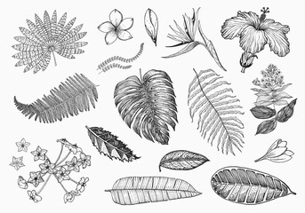 Palm plant, Strelitzia, Hibiscus, Plumeria, Medinilla, Monstera. Flowering plants. Tropical or exotic leaves and leaf. Vintage fern. Engraved flowers. Hand drawn. Botanical background.