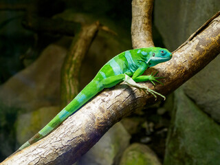 green iguana sitting on a brown tree trunk