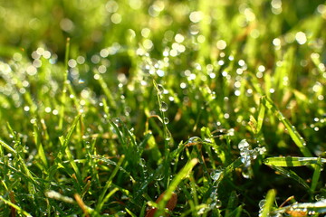 Fresh beautiful green grass with water drops after rain on hot summer day, mowed by rotary lawn mower, in rays of evening summer sun close up. Watering lawn and plants in garden, sunny bunny