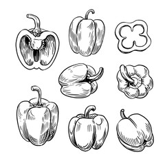 Pepper, paprika.  hand drawn vector set. sketch style, Isolated