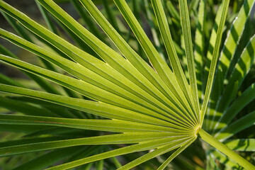 A fresh green leaf of a Chamaerops palm