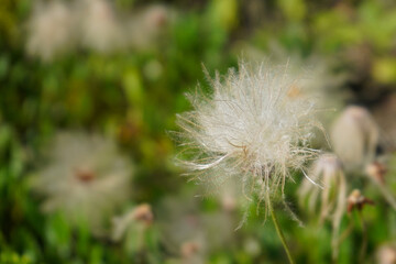 The seed head of a Dryas octopetala plant