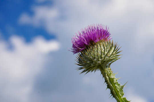 A cotton thistle flower with sky background