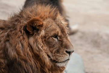 portrait of a lion