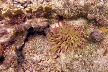 Closeup of a purple tipped sea anemone on the bottom of the ocean