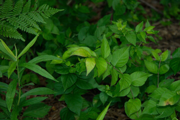 Background of green summer foliage