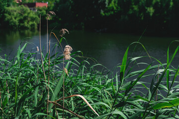 Kovyl on the lake. Green tall grass against a water. Beautiful landscape in summer. Scenic view of lake. Selective focus.