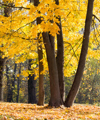 Obraz premium autumn maple leaves