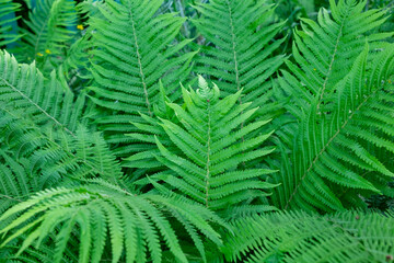 Fototapeta na wymiar Bright green background from beautiful fern leaves. Latin name Polypodióphyta