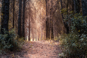 Obraz premium Mediterranean forest with pine trees, at sunrise.