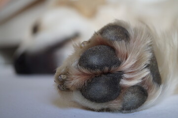 Weißer Golden Retriever Pfote Hundepfote