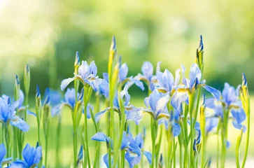 Schilderijen op glas Bright blue iris flowers in blossom on green outdoor background in summer time © Anita