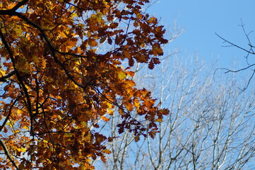 Baum mit orangenen roten  Blättern