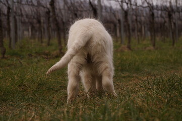 Golden Retriever Welpe von hinten