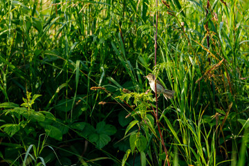 A Whitethroat bird in the wild

