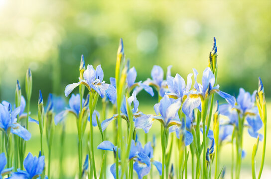 Bright blue iris flowers in blossom on green outdoor background in summer time