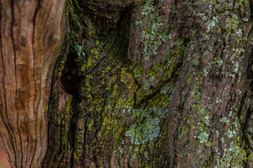 Textures of the bark of the tree trunks, colors such as brown, green, gray and ocher are those that...