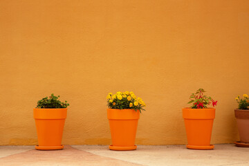 flower pot background image