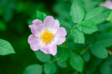 pink and white flower