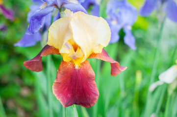 yellow iris flower