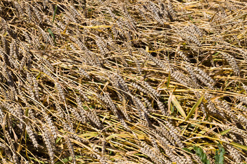 agricultural fields with wheat or rye