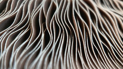 Close-up of abstract caps of champignon mushroom bottom view. Food background