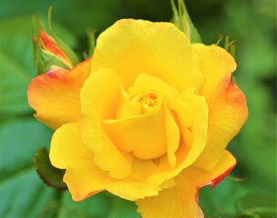 yellow rose flower