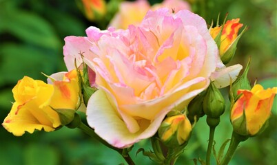 Colourful rose bloom.