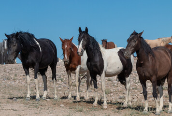 Obraz na płótnie Canvas Wild Horses in Summer in the Utah Desert