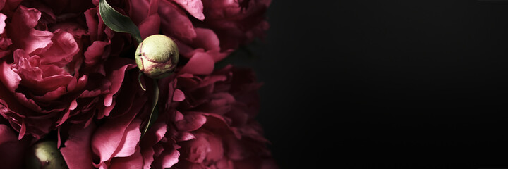 Beautiful purple peonies bouquet on black banner, soft focus. Dark Spring or summer floral...