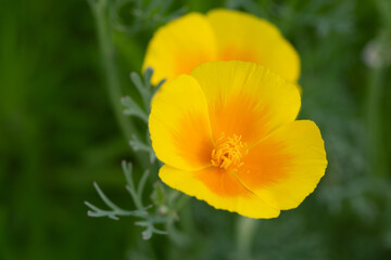 california poppie close up photo made in Weert the Netherlands